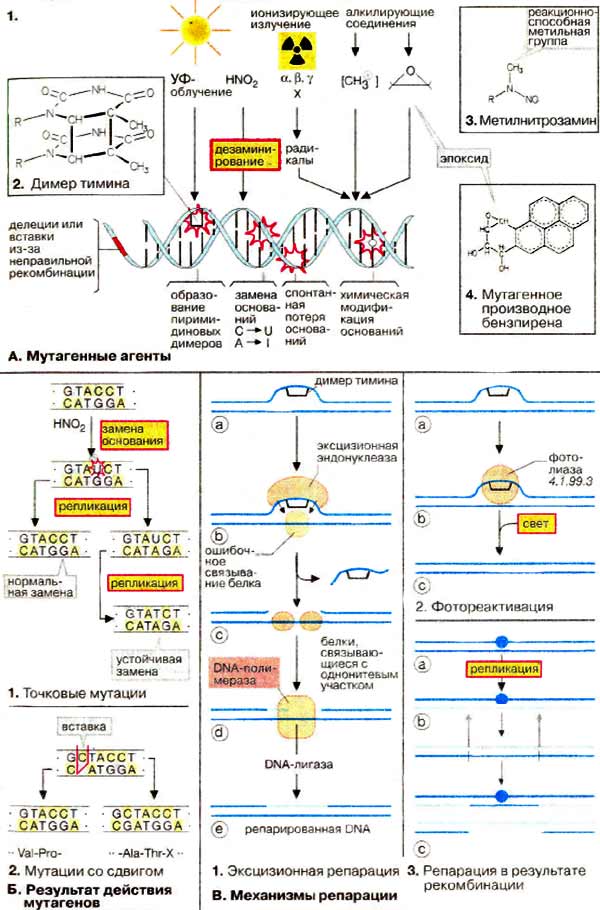 Схема мутагенов, результатов мутаций и механизмов репарации ДНК